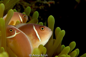 United family of anemonefishes by Anna Bilyk 